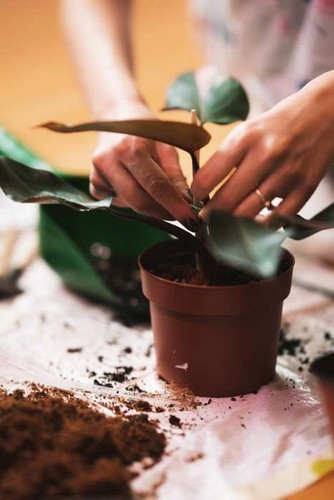 Exceptional cocopeat and kellp Blend: Strong Supply Capacity for Hydroponics